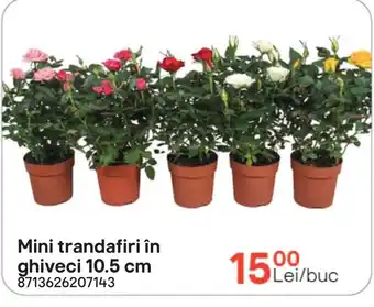 Mini trandafiri în ghiveci 10.5 cm