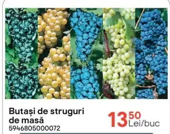 Brico Depôt Butaşi de struguri de masă Ofertă