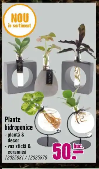 Plante hidroponice