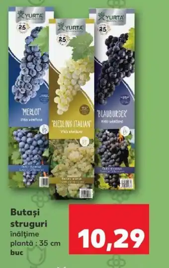 Kaufland Butaşi struguri Ofertă