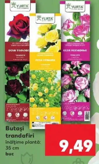 Kaufland Butaşi trandafiri Ofertă