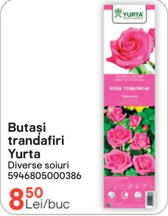 Butasi trandafiri Yurta