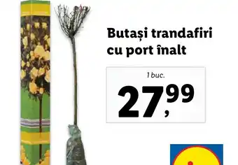 Lidl Butaşi trandafiri cu port înalt Ofertă