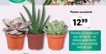 Lidl Plante suculente Ofertă