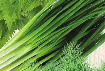 GUSTURI ROMÂNEŞTI CEAPĂ VERDE, LEGATURĂ