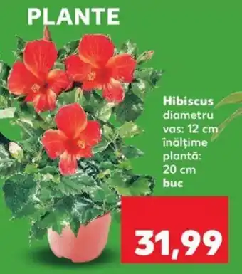 Kaufland Hibiscus Ofertă