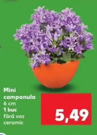 Kaufland Mini campanula Ofertă