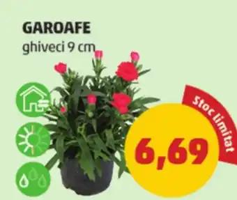 Penny GAROAFE ghiveci 9 cm Ofertă