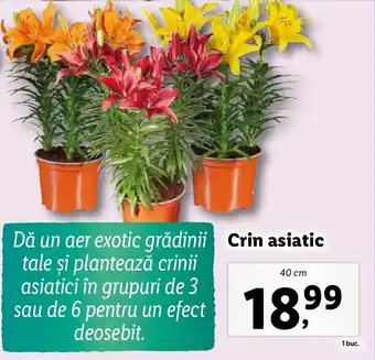 Lidl Crin asiatic Ofertă