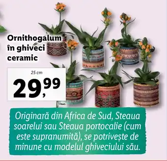 Lidl Ornithogalum în ghiveci ceramic Ofertă