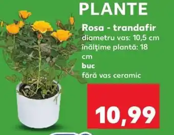 Kaufland Rosa - trandafir Ofertă