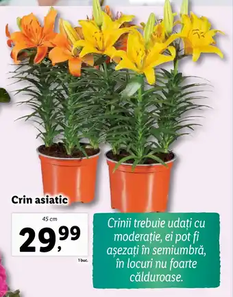 Lidl Crin asiatic Ofertă