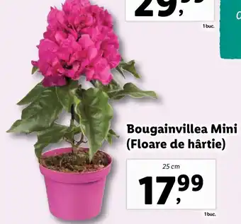 Lidl Bougainvillea Mini (Floare de hârtie) Ofertă