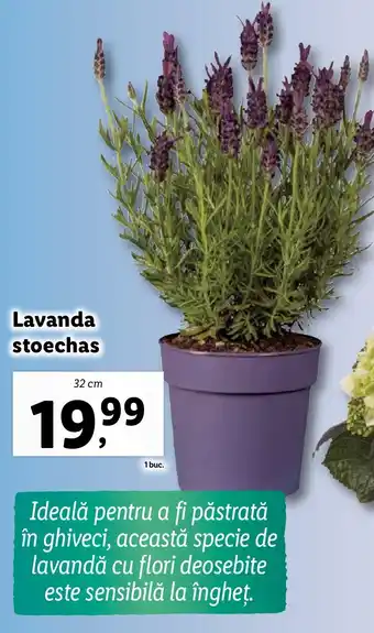 Lavanda stoechas