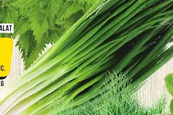 Mega Image GUSTURI ROMÂNEŞTI CEAPĂ VERDE, LEGATURĂ Ofertă