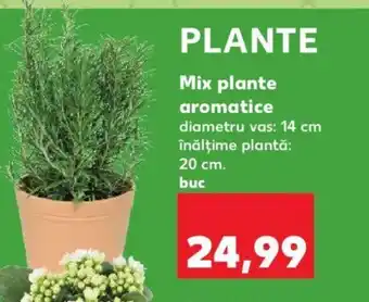 Kaufland Mix plante aromatice Ofertă