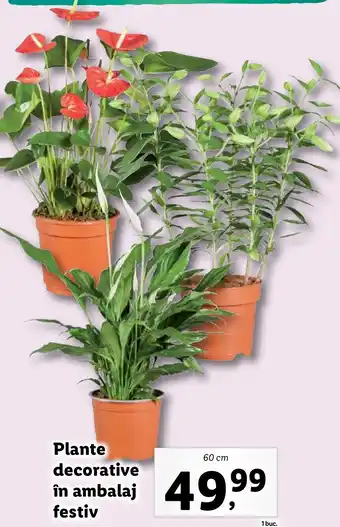 Lidl Plante decorative in ambalaj festiv Ofertă