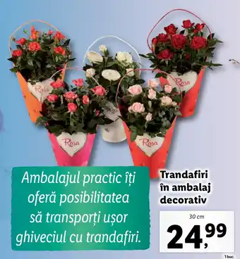 Lidl Trandafiri în ambalaj decorativ Ofertă