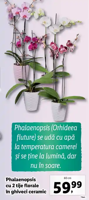 Lidl Phalaenopsis cu 2 tije florale în ghiveci ceramic Ofertă