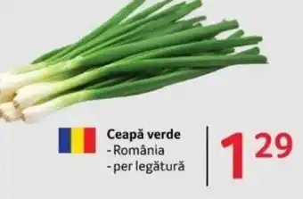 Selgros Ceapǎ verde Ofertă