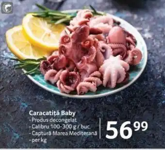 Selgros Caracatiţă Baby Ofertă