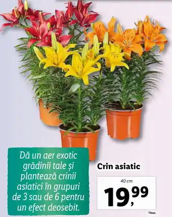 Crin asiatic
