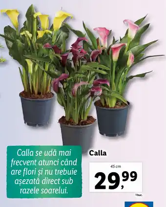 Lidl Calla Ofertă
