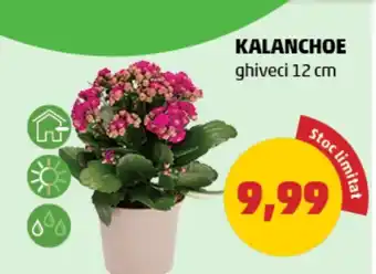 Penny KALANCHOE Ofertă