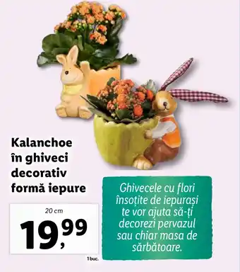 Lidl Kalanchoe în ghiveci decorativ formă iepure Ofertă