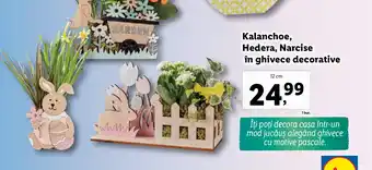 Lidl Kalanchoe, Hedera, Narcise în ghivece decorative Ofertă