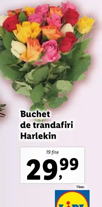 Lidl Buchet de trandafiri Harlekin Ofertă