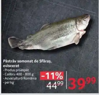 Selgros Păstrăv somonat de Sfăraș, eviscerat Ofertă