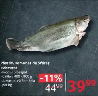 Păstrăv somonat de Sfăraș, eviscerat