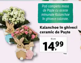 Lidl Kalanchoe în ghiveci ceramic de Paște Ofertă