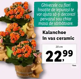 Lidl Kalanchoe în vas ceramic Ofertă