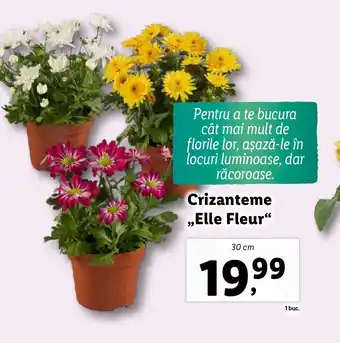 Lidl Crizanteme ,Elle Fleur❝ Ofertă