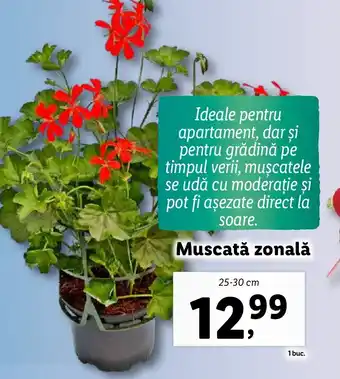 Lidl Muscată zonală Ofertă