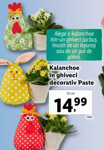 Lidl Kalanchoe în ghiveci decorativ Paste Ofertă