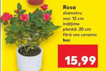 Kaufland Rosa Ofertă