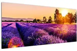 Tablou cu câmp de lavanda (120x50 cm)