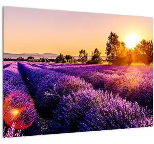 Favi Tablou cu câmp de lavanda (70x50 cm) Ofertă