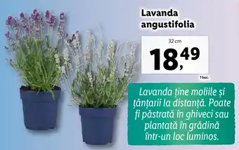 Lavanda angustifolia