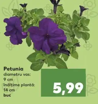 Kaufland Petunia Ofertă