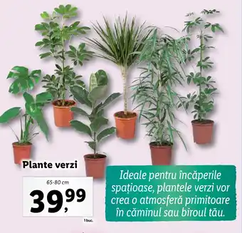 Lidl Plante verzi Ofertă