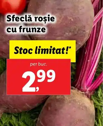 Lidl Sfeclă roşie cu frunze Ofertă