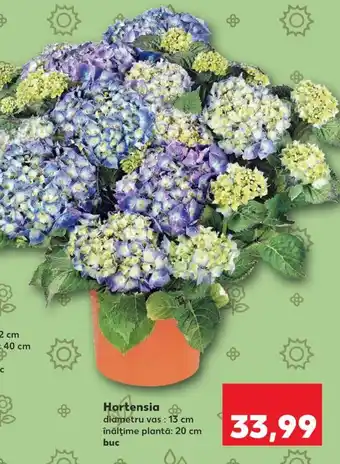 Kaufland Hortensia Ofertă