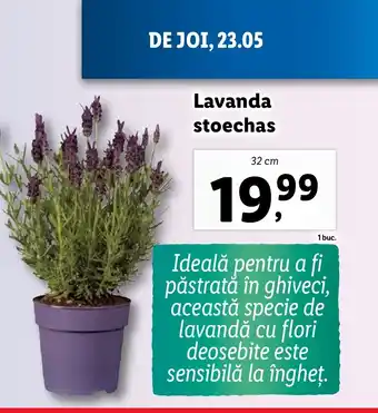 Lidl Lavanda stoechas Ofertă
