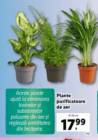 Lidl Plante purificatoare de aer Ofertă