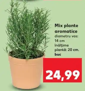 Kaufland Mix plante aromatice Ofertă
