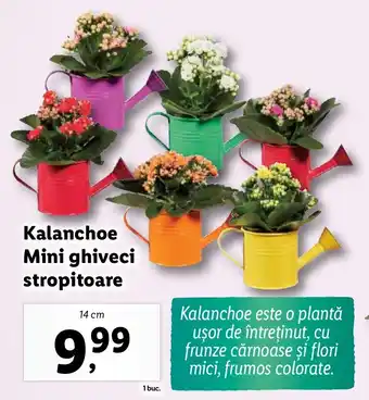 Lidl Kalanchoe Mini ghiveci stropitoare Ofertă